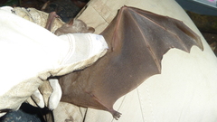 Sphaeronycteris toxophyllum