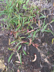 Nepenthes kampotiana