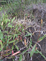 Nepenthes kampotiana