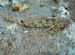 Sawspine Dragonet photo 1