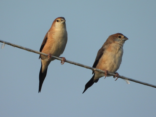 Indian Silverbill