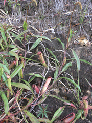 Nepenthes kampotiana