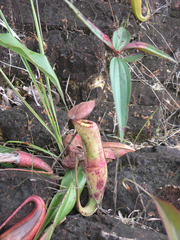 Nepenthes kampotiana