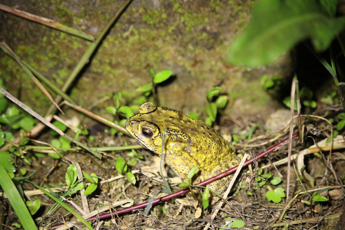 Asian Common Toad