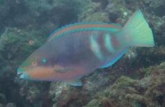 Zelinda's Parrotfish photo 1