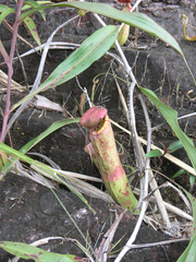 Nepenthes kampotiana