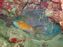 Zelinda's Parrotfish photo 4