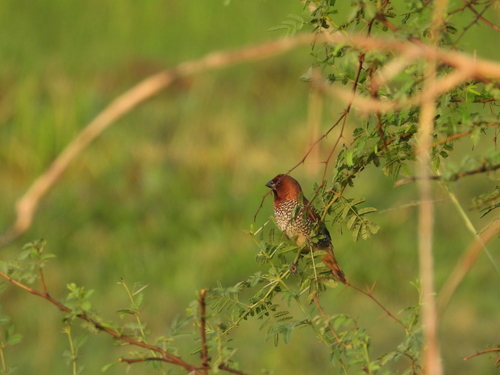Scaly-breasted Munia