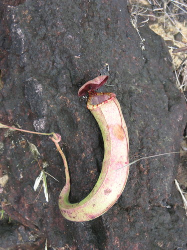 Nepenthes kampotiana