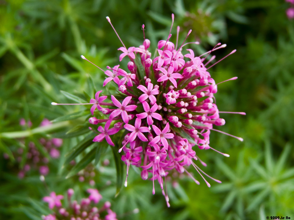 Rubieae