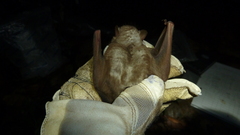 Sphaeronycteris toxophyllum