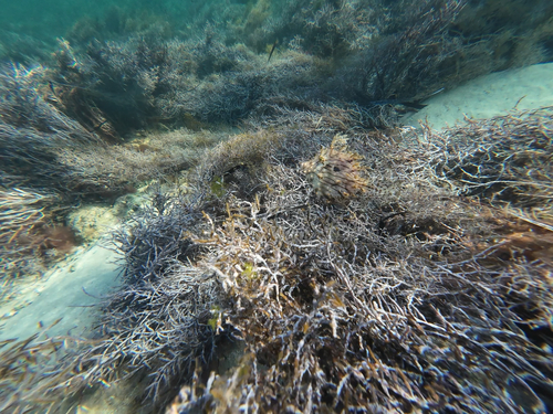 Leafy Filefish