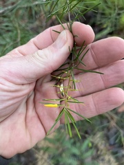 author not stated, no rights reserved Persoonia virgata, photograph author not stated, no rights reserved