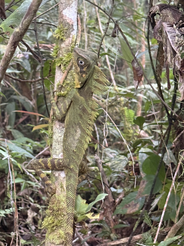 Kloss' Angle-head Lizard (Gonocephalus klossi)