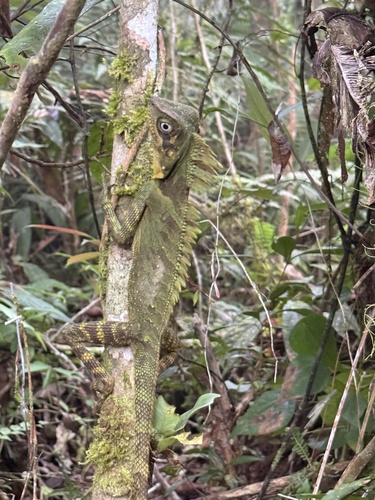 Gonocephalus klossi