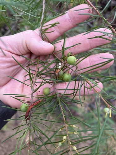 Persoonia virgata, photograph 4