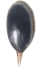 Dytiscoidea
