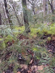Persoonia virgata, photograph author not stated, no rights reserved