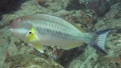 Gray Parrotfish photo 3