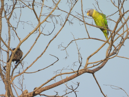 Plum-headed Parakeet