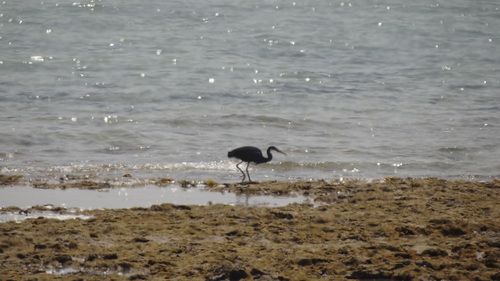 Western Reef Heron