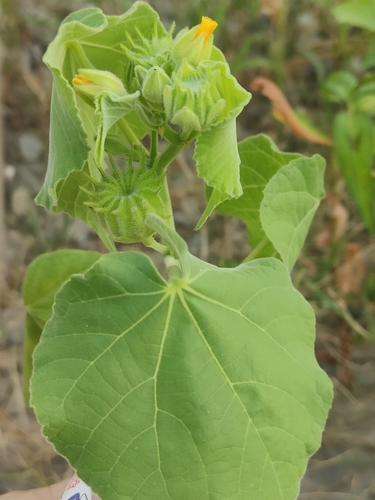 velvetleaf