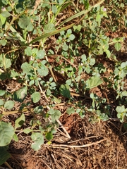 Trianthema portulacastrum