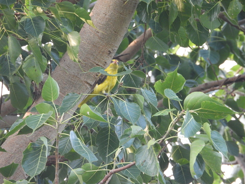 Indian Golden Oriole