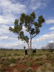 Corymbia opaca