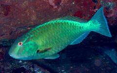 Agassiz's Parrotfish photo 4