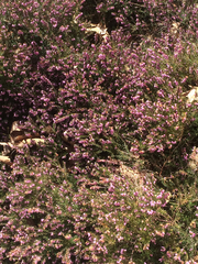 Ericeae
