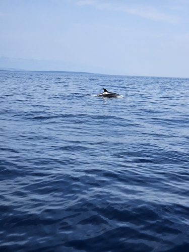 Common Bottlenose Dolphin observed by radule