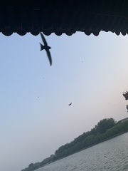 Apus apus pekinensis