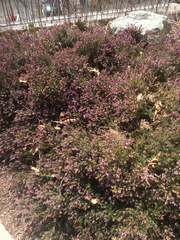 Ericeae