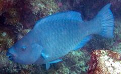 Greenback Parrotfish photo 2