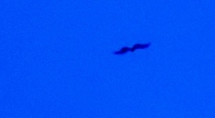 Haliaeetus vocifer
