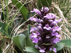 Ajuga reptans