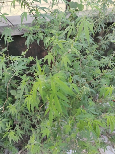 Cannabis
