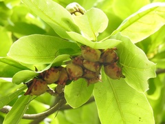 Myotis formosus flavus