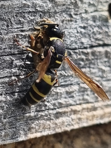 Euodynerus notatus observed 2026-07-17