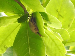 Myotis formosus flavus