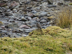 Calamagrostis curvula