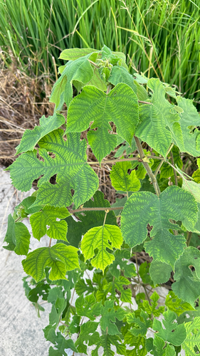 Paper mulberry