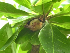 Myotis formosus flavus