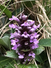Ajuga reptans