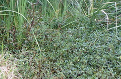 Ludwigia adscendens diffusa