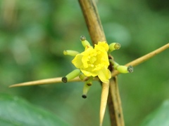Berberis morrisonensis