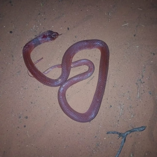 Red Spitting Cobra