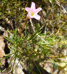 Oxalis polyphylla pentaphylla