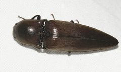 Elaterini